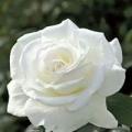 MD Hamid